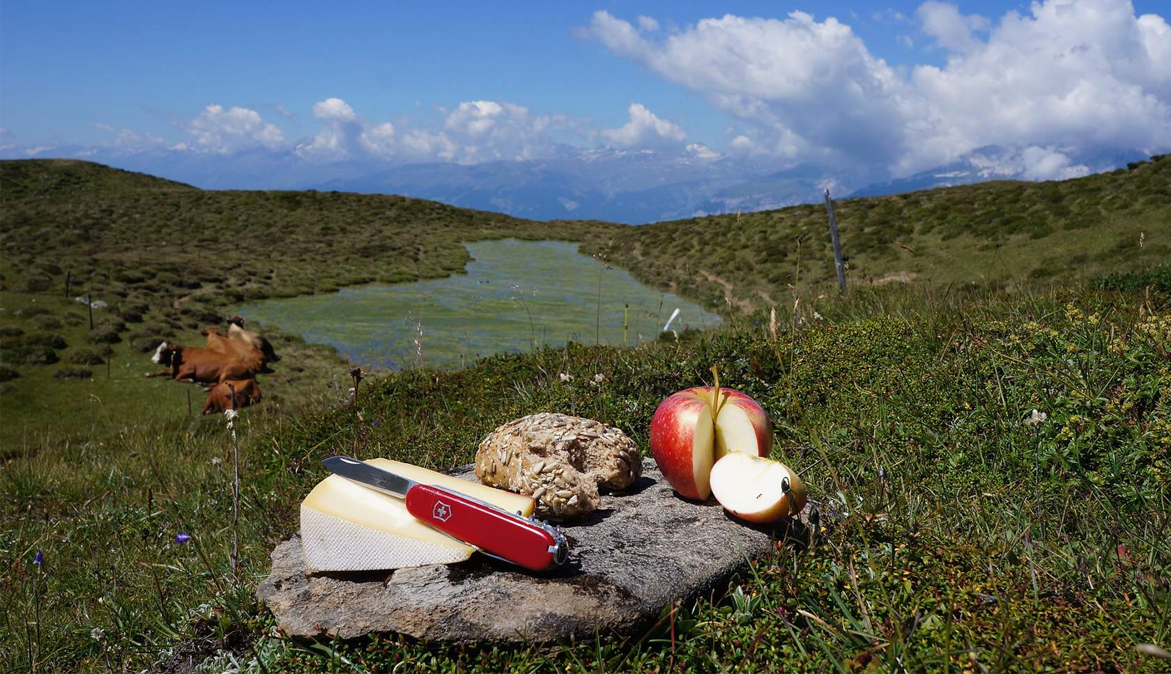 Steen met eten en een zakmes erop in een grasveld waar koeien liggen
