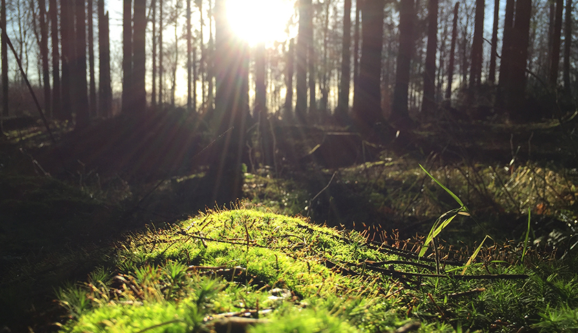 stuje natuur met mos en takjes