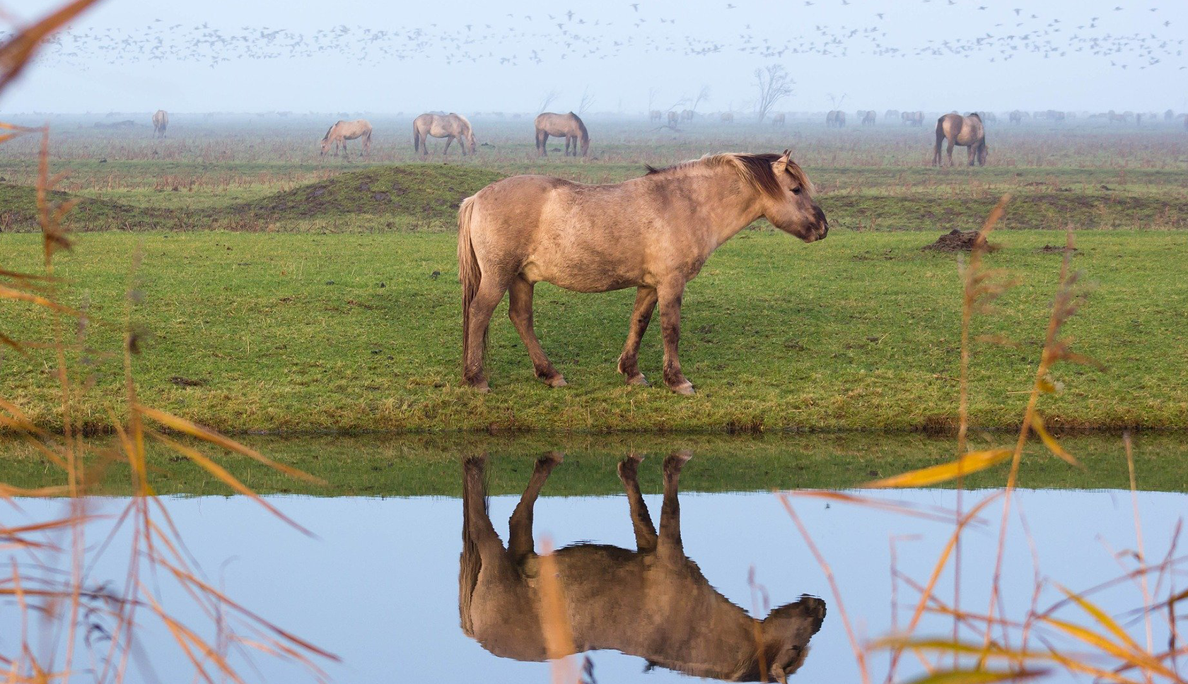 paard in weiland naast het water