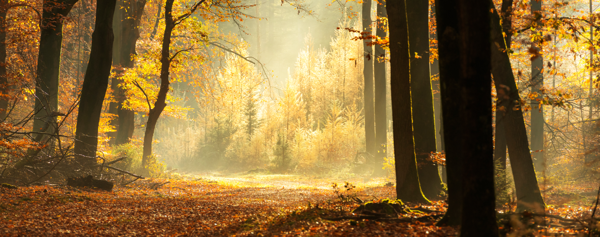 Zin in een mooie herfstwandeling? 7 routes vol herfstgeuren en -kleuren