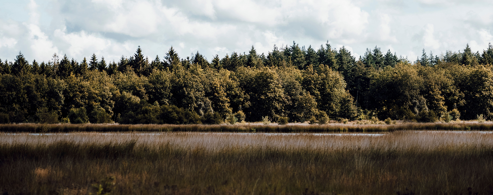 Herfstwandelingen: dit zijn de 7 favoriete wandelroutes van boswachters