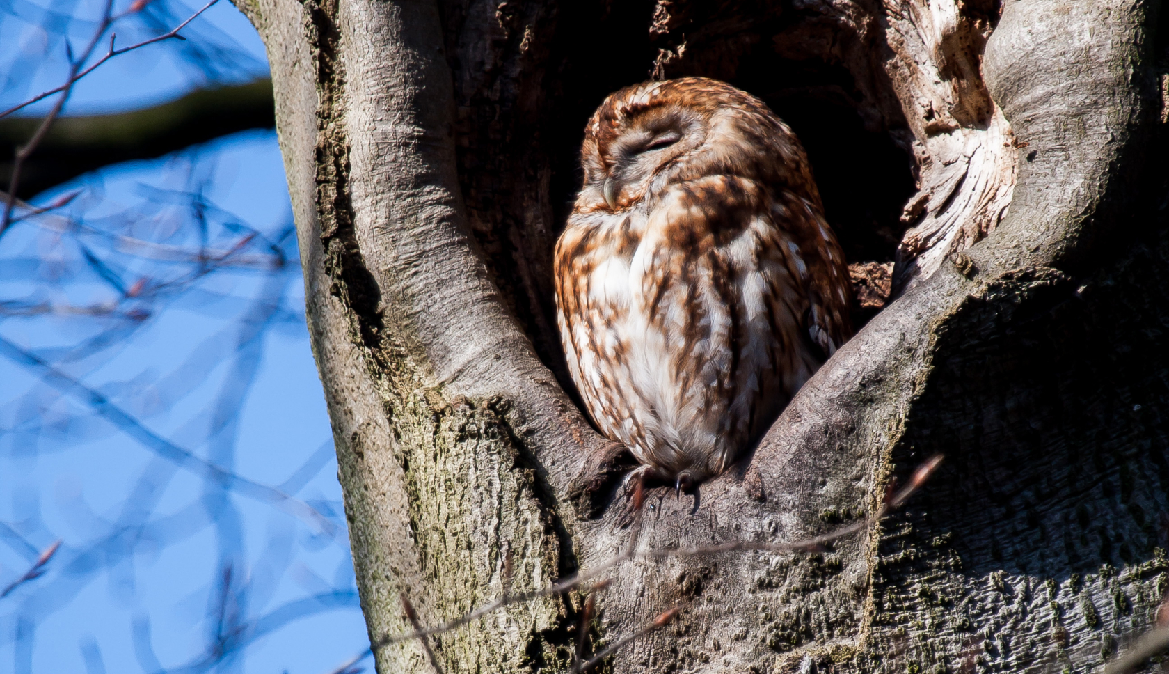 een uil zit in een boom