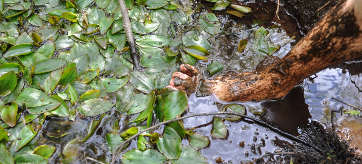Blotevoetenpaden in de buurt (en waarom je op blote voeten wilt wandelen)