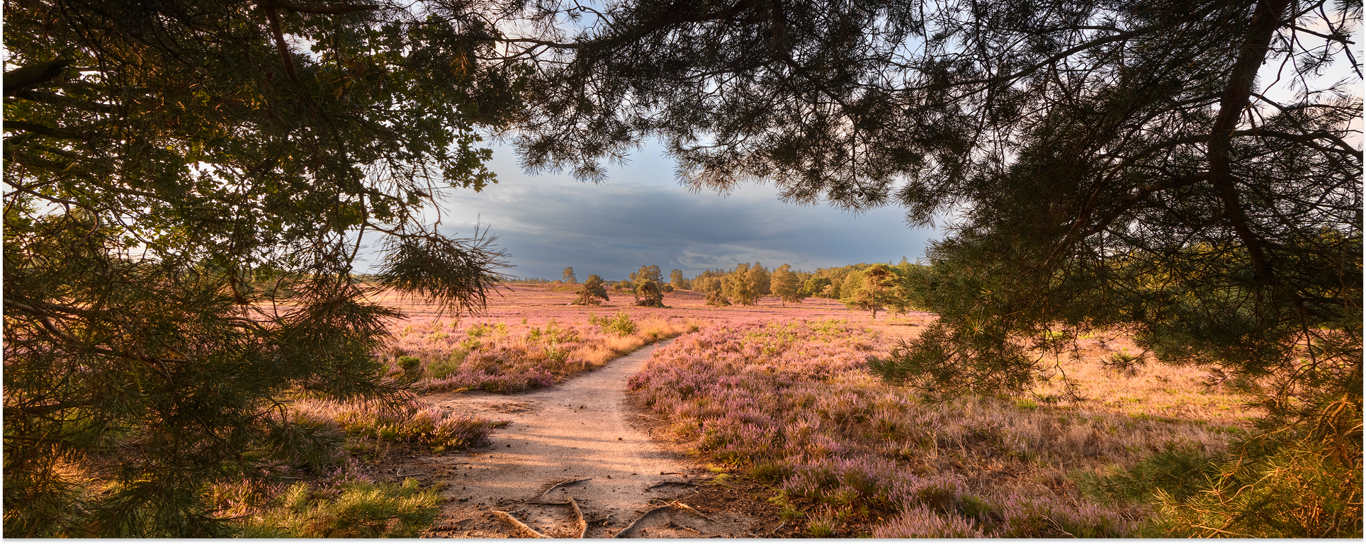Wandelen op de Veluwe: ontdek de mooiste wandelroutes
