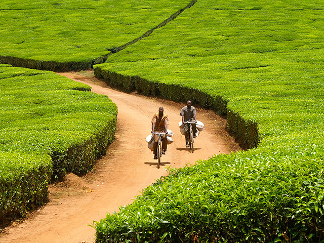 Sawadee - two men on bicycles riding through a tea plantation